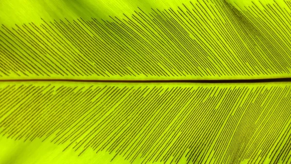 Close Verde Pássaro Ninho Samambaia Folha Natureza Abstrato Fundo — Fotografia de Stock
