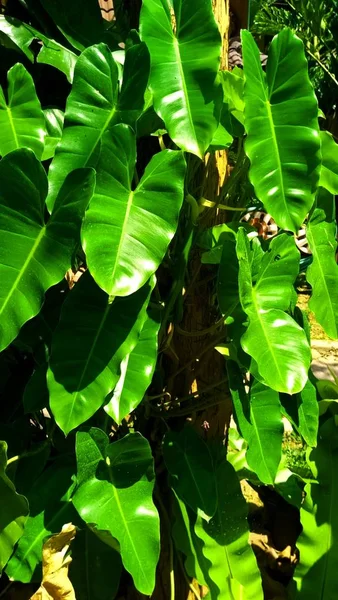 Hoja Verde Fondos Naturaleza —  Fotos de Stock