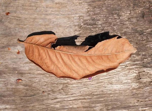 Dry Leaf Wood — Stock Photo, Image