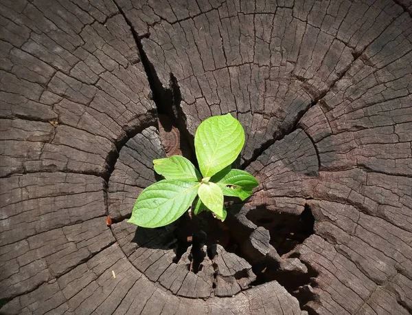 Planta Que Cresce Através Tronco Árvore — Fotografia de Stock