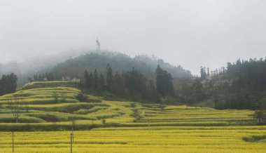 Fırtına bulutları bahar ve tecavüz tohum alanının üstünde yağmur. Tecavüz çiçekler baharda çiçek açan. Sarı kolza tepeler ve alanları