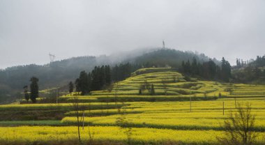 Fırtına bulutları bahar ve tecavüz tohum alanının üstünde yağmur. Tecavüz çiçekler baharda çiçek açan. Sarı kolza tepeler ve alanları