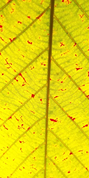 Verde Outono Folha Planta Textura Close Natureza Abstrato Fundo — Fotografia de Stock