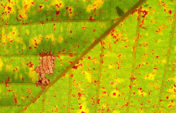 Grönt Och Höst Blad Växt Textur Närbild Natur Abstrakt Bakgrund — Stockfoto