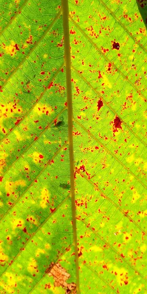 Verde Outono Folha Planta Textura Close Natureza Abstrato Fundo — Fotografia de Stock