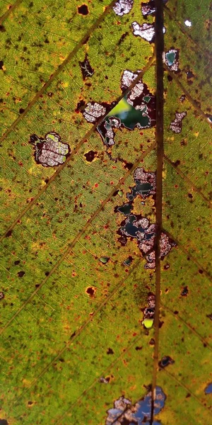 Yeşil Sonbahar Yaprak Bitki Doku Doğa Arka Plan Kadar Yakın — Stok fotoğraf