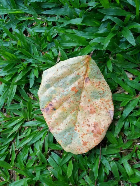 Зелене Листя Природи Фони — стокове фото