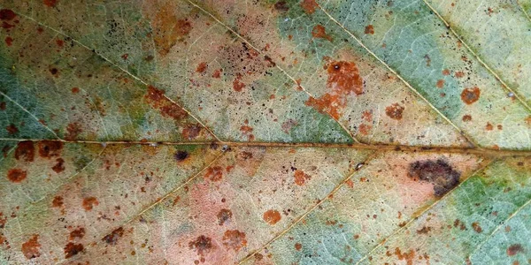 Zielony Jesień Liść Roślina Tekstura Zbliżenie Natura Streszczenie Tło — Zdjęcie stockowe