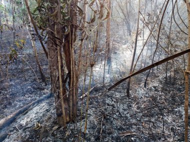 Söndürülmesi güç ateş yanan orman yangını gün zaman yakın