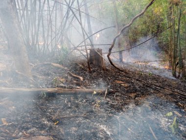 Söndürülmesi güç ateş yanan orman yangını gün zaman yakın