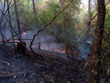 Söndürülmesi güç ateş yanan orman yangını gün zaman yakın