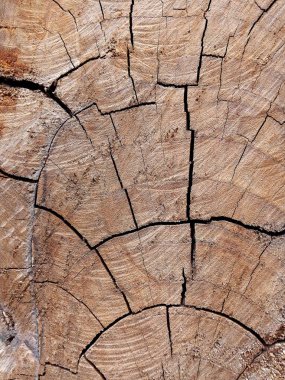 ağaç kütüğünün dokusu