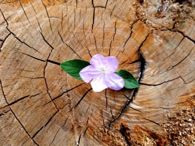 Bir ağaç kütüğü dışında büyüyen bitki