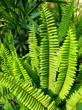 taze genç yeşil fern yakın kadar yaprak.