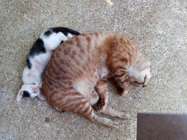 Kitty ve uyuyan kedi