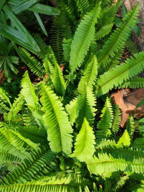 taze genç yeşil fern yakın kadar yaprak.