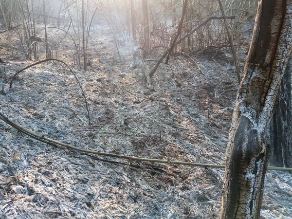 Днем Лесной Пожар Сжигает Лесной Пожар — стоковое фото