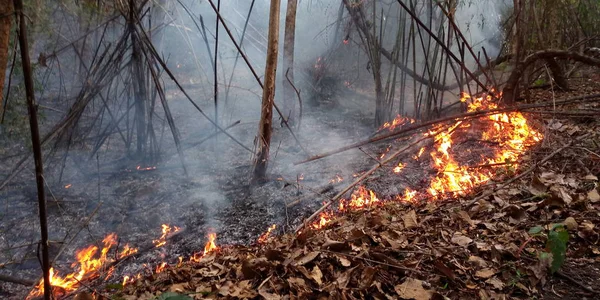 Skovbrand Brændende Wildfire Tæt Ved Daggry - Stock-foto