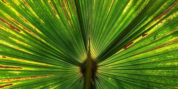 Зеленый Лист Пальмы Вентилятора Текстуры Фона — стоковое фото