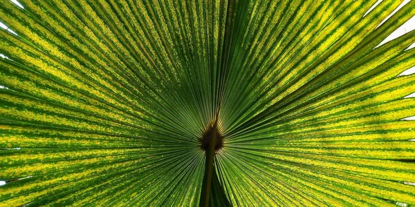 背景纹理的绿色风扇棕榈叶 — 图库照片