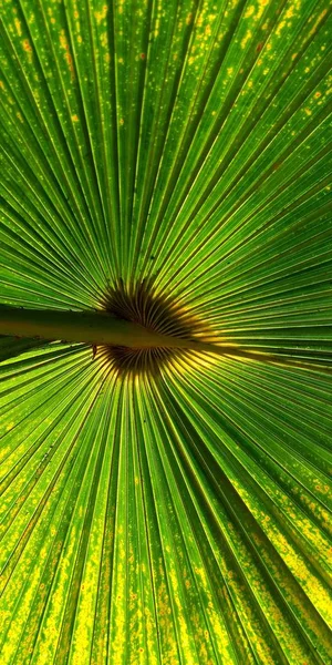 Grön Solfjäder Palm Leaf För Bakgrundsstruktur — Stockfoto
