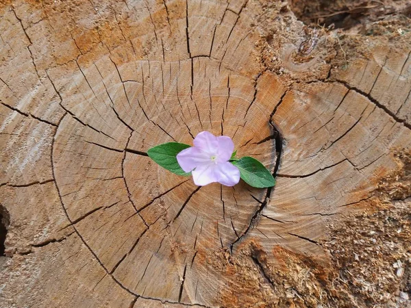 Plant Growing Out Tree Stump — Stock Photo, Image