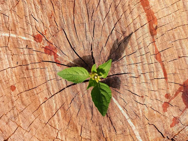 Planta Crescendo Fora Toco Árvore — Fotografia de Stock