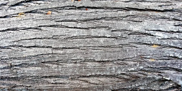 Υφή Του Φλοιού Πάνω Στο Δέντρο — Φωτογραφία Αρχείου