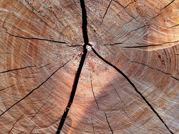 Textura Toco Árvore — Fotografia de Stock