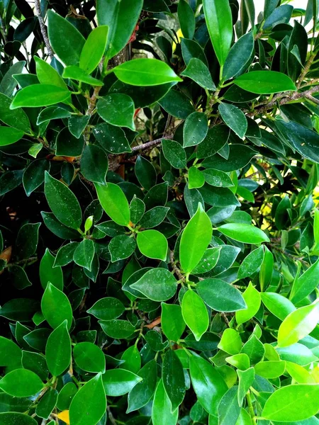 Πράσινο Φύλλο Φυτού Banyan Tree — Φωτογραφία Αρχείου