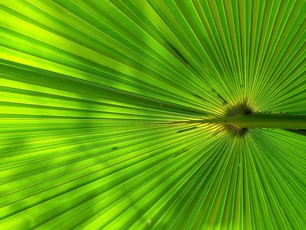 Grön Solfjäder Palm Leaf För Bakgrundsstruktur — Stockfoto