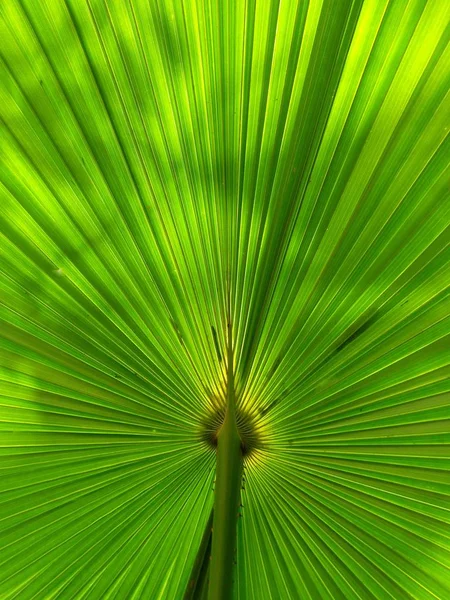 Green Fan Palm Leaf Background Texture — Stock Photo, Image