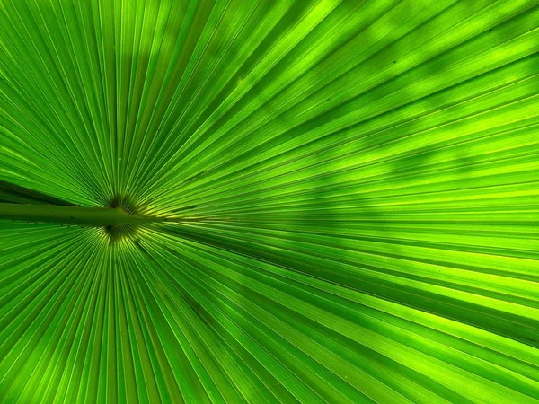 Grön Solfjäder Palm Leaf För Bakgrundsstruktur — Stockfoto