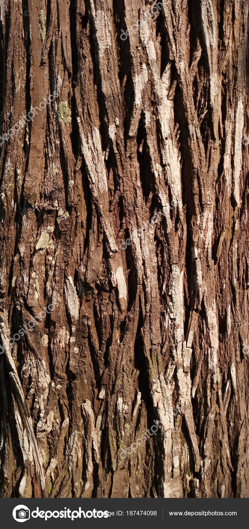 macro tree bark textures abstract background natural textures organic background textures