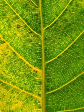 Yeşil yaprak doğa arka planları