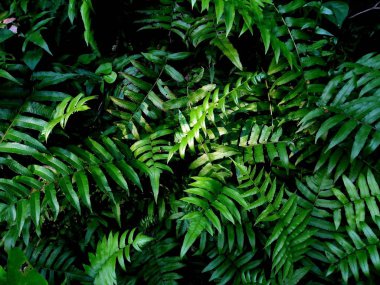 Fern yaprak doğa arka planları