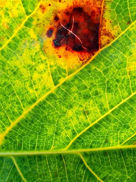 Folha Verde Natureza Origens — Fotografia de Stock