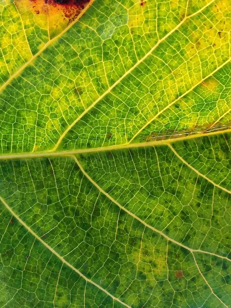 Зеленый Лист Природного Фона — стоковое фото