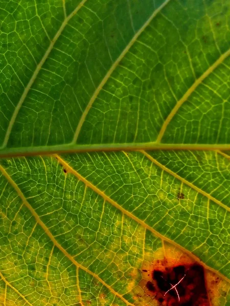 Foglia Verde Sfondi Natura — Foto Stock