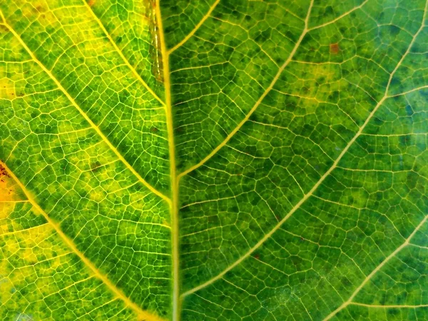 Hoja Verde Fondos Naturaleza — Foto de Stock