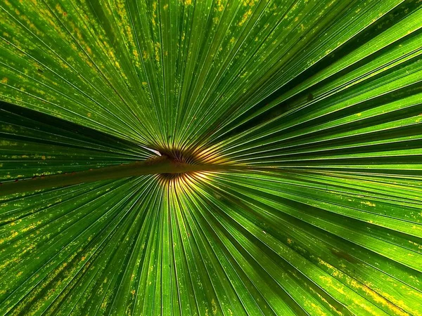 Grönt Blad Palm Textur Bakgrunder — Stockfoto