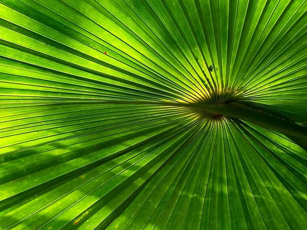 Hojas Verdes Textura Palma Fondos —  Fotos de Stock