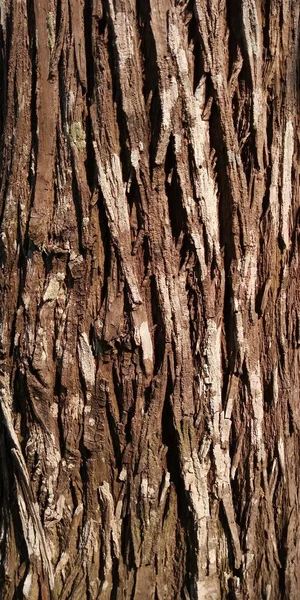 Μακροεντολή Δέντρο Φλοιός Υφές Abstract Ιστορικό Φυσική Υφή Υφές Φόντου — Φωτογραφία Αρχείου