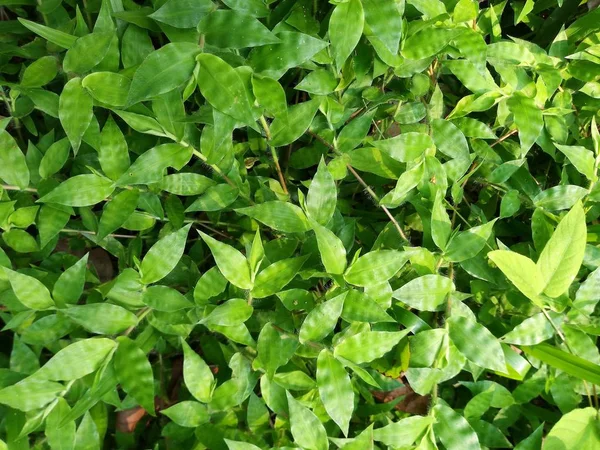 Hoja Verde Fondos Naturaleza —  Fotos de Stock