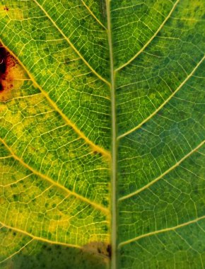 Yeşil yaprak makro dokusu