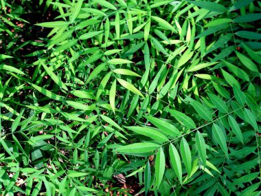 çiğ genç yeşil çimenlerin üzerinde bırakır. Taze yeşil bahar çimen çiy damlaları closeup ile. Yumuşak odak. Doğa Background.Grass bıçaklar çiğ damlaları ile güneşin doğuşunu sabah sis soyut.