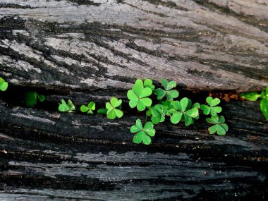 Yonca bitki bir ağaç kütüğü dışında büyüyen