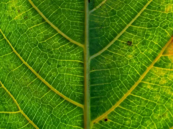 Green Leaf Macro Texture — Stock Photo, Image
