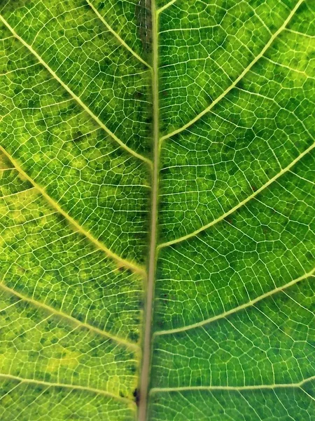 Struktura Makra Zelených Listů — Stock fotografie