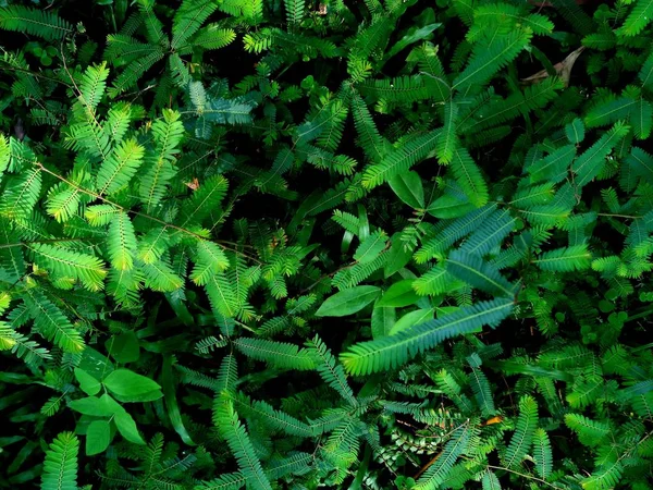 Orvalho Cai Grama Verde Jovem Grama Primavera Verde Fresco Com — Fotografia de Stock